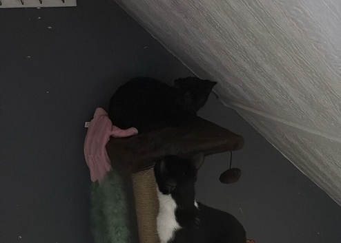 Black kitten