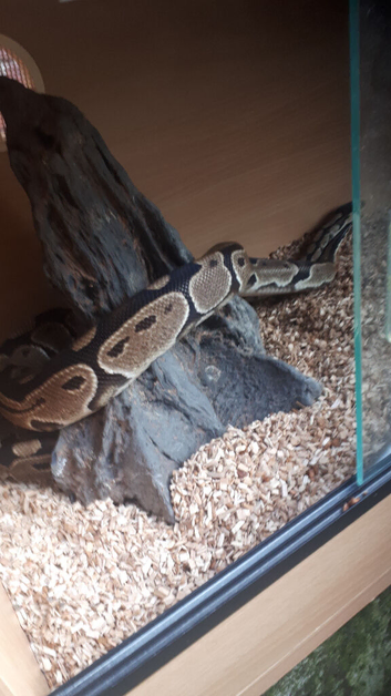 male and female python