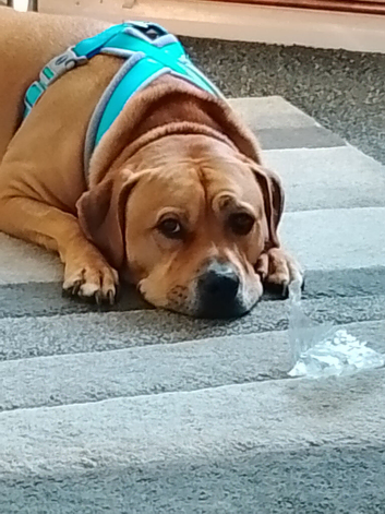 Rehoming dog