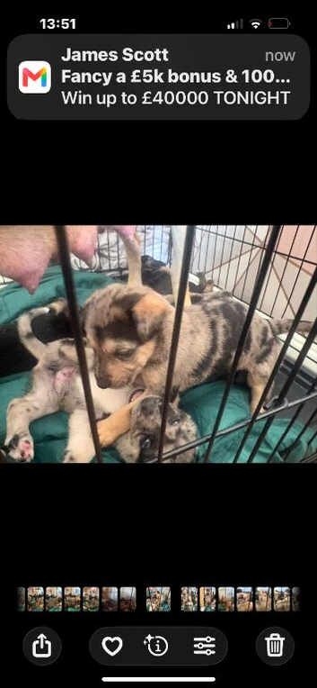 Mixed breed puppies for sale