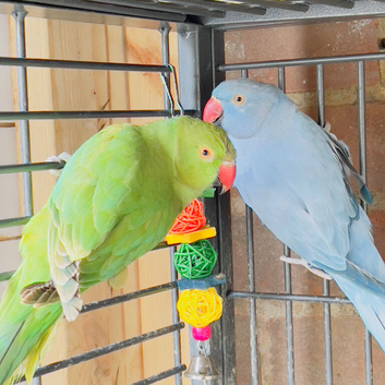 Beautiful Indian ringnick parrot for sale