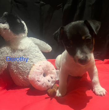 Rare natural bobtailed miniature Jack Russell