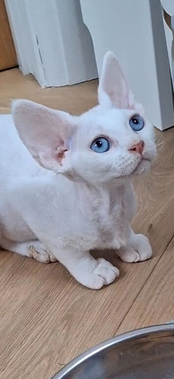 Spayed Super Cuddly White Devon Rex Boy and girl&ndash; FIFe Pedigree
