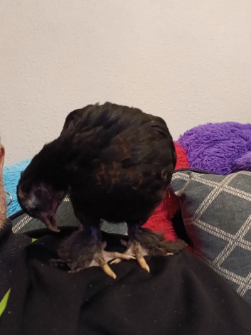 Baby chicks hand reard from day old