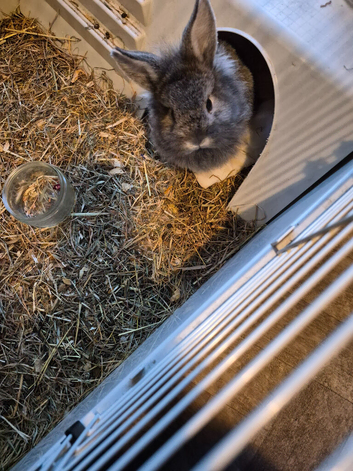Lionhead/rex baby rabbits