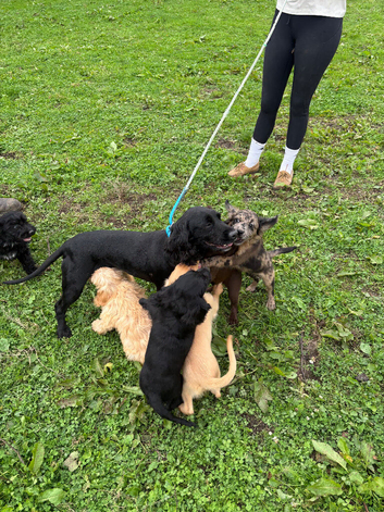 Cockapoo puppies