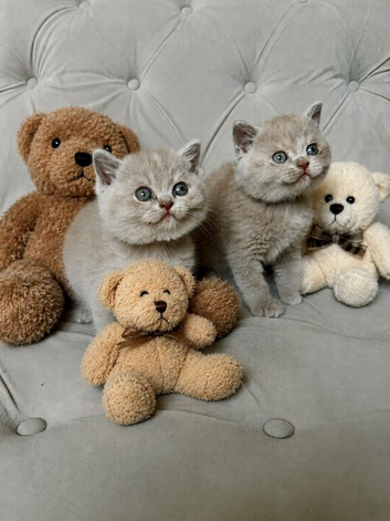 Adorable British Shorthair Kittens