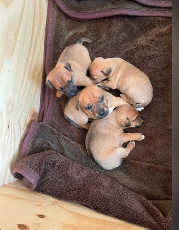 Jack Russell cross patterdale puppies