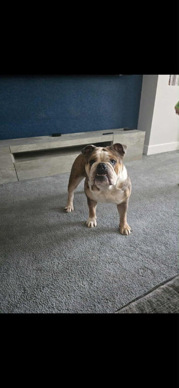 Female English Bulldog