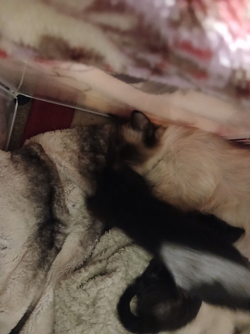 Ragdoll mix