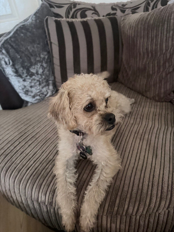 female pugapoo