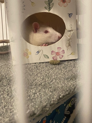 X2 white and beige male rats