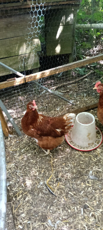Red ranger POL Hens for sale