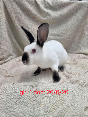 Four Stunning female mini rex rabbits