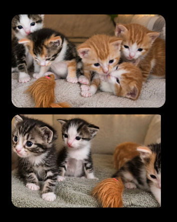 Kitten