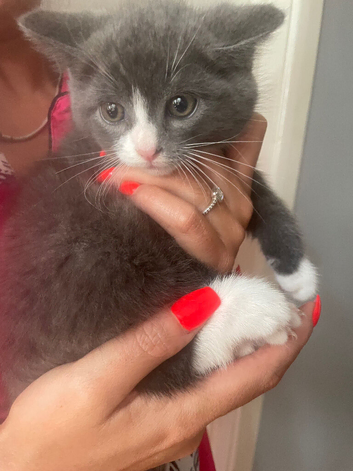Beautiful Kitten