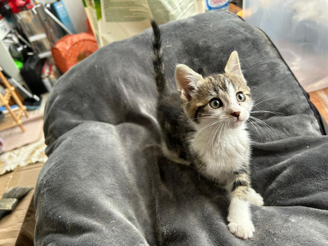 Kittens