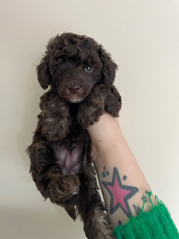 Kc reg dna tested toy poodle