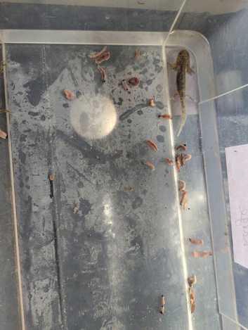 5 month axolotls