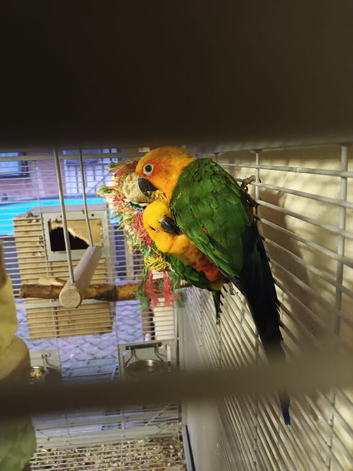 Jenday conure pair