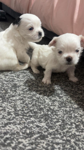 Malshi pups