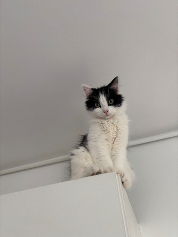 10 month old Beautiful Boy looking for a forever home