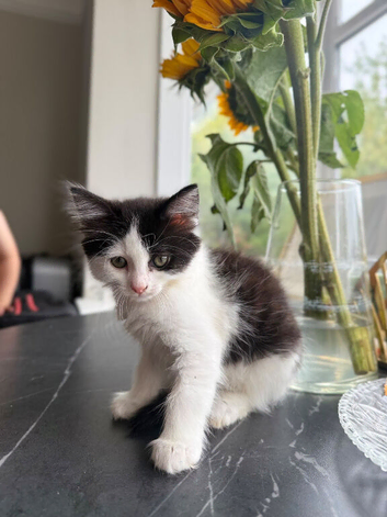 9 weeks old kittens