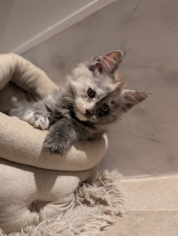 Tica Pedigree Maine Coon Kittens