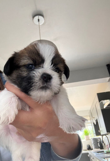 2 gorgeous boy Shih Tzu pups