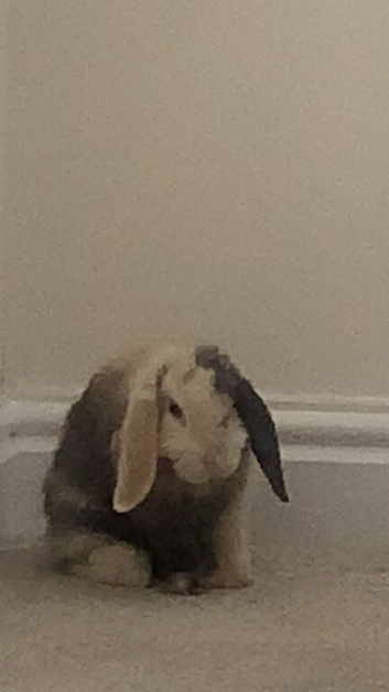 mini lop for sale