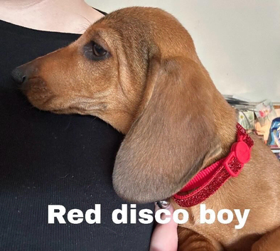 Minature Dachshund puppies