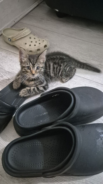 Kitten
