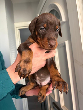 European Doberman puppies