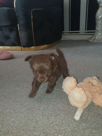 Tiny chocolate brown  chihuahua