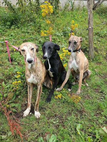3 male whippetts