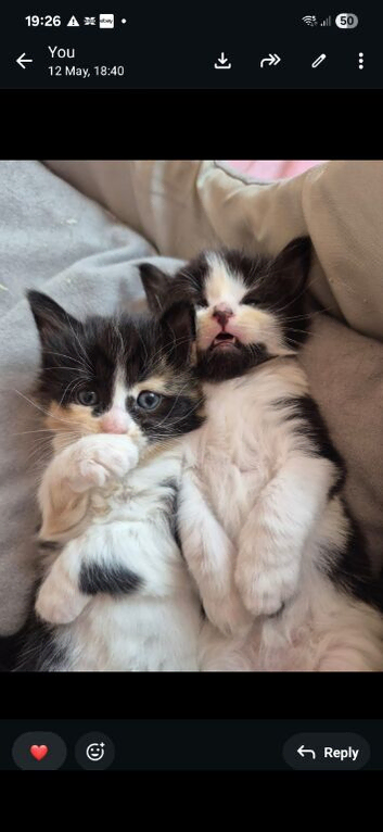 Kitten for sale
