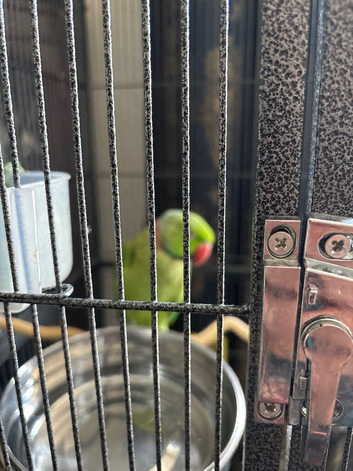 Female ringneck