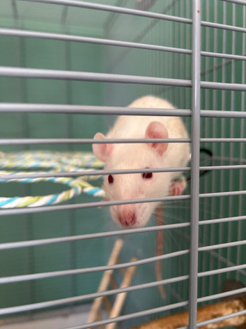Two 5 month old female fancy rats for sale