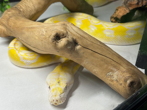 Cb21 female lavender albino het pied reticulated python
