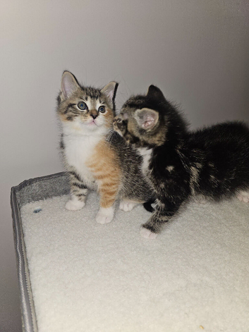 2 female kittens