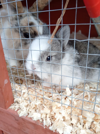 Beautiful baby bunnies