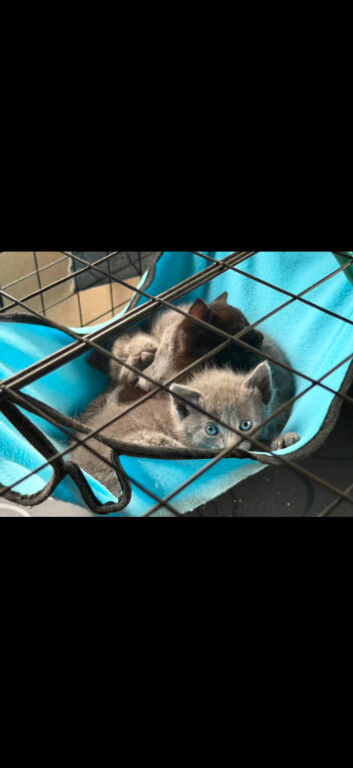 Persian x Siamese