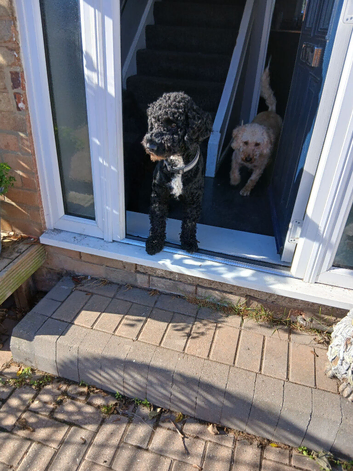 Dog