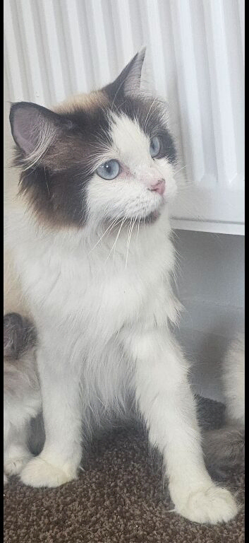Pure female ragdoll