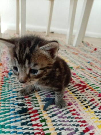 Kittens