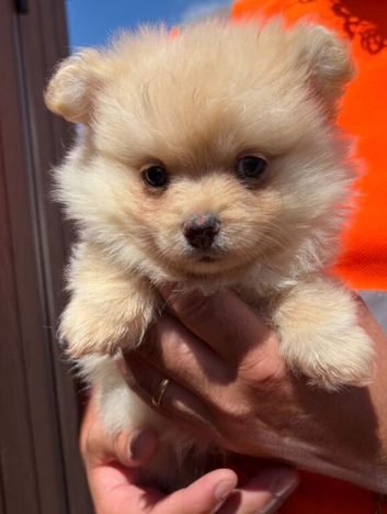 Pomeranian Boy