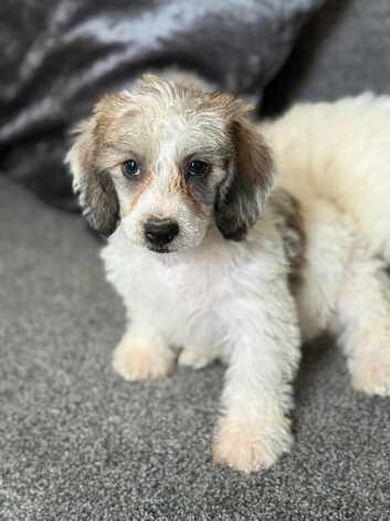 Lovely Doxiepoo Puppies looking for there loving home. Boys and girls available. Ready to leave now.