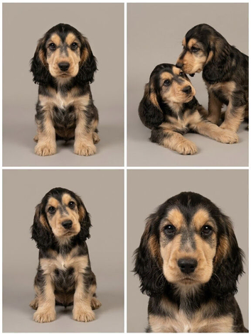 Ready now Show cocker spaniels