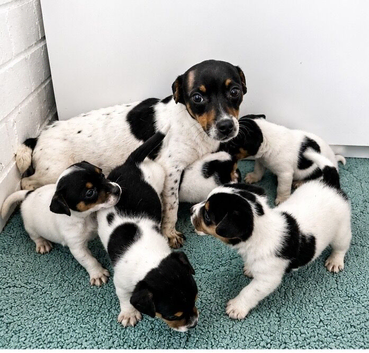 Jack Russell Puppies
