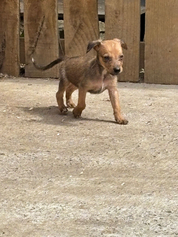 First cross beddy whippets